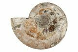 Agatized, Cut & Polished Ammonite Fossil - Madagasar #191586-5